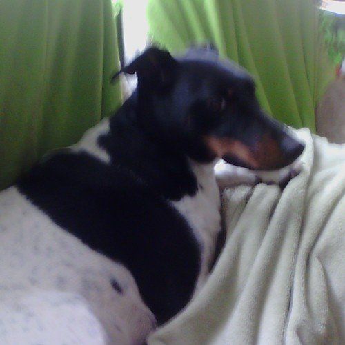 Das Bild zeigt den Hund eines unserer Kunden