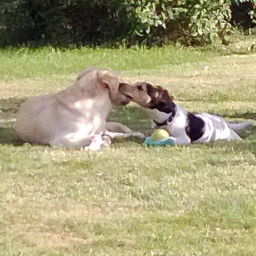 Das Bild zeigt den Hund eines unserer Kunden