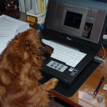 Das Bild zeigt den Hund eines unserer Kunden