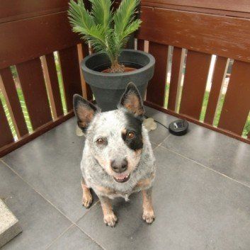 Das Bild zeigt den Hund eines unserer Kunden