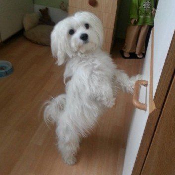 Das Bild zeigt den Hund eines unserer Kunden