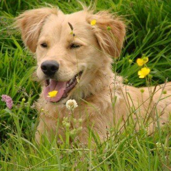 Das Bild zeigt den Hund eines unserer Kunden