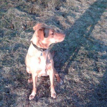 Das Bild zeigt den Hund eines unserer Kunden