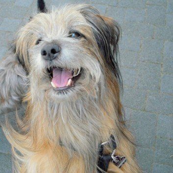 Das Bild zeigt den Hund eines unserer Kunden