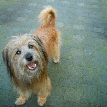 Das Bild zeigt den Hund eines unserer Kunden