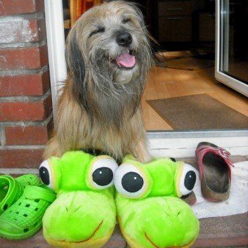 Das Bild zeigt den Hund eines unserer Kunden