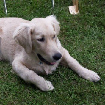 Das Bild zeigt den Hund eines unserer Kunden