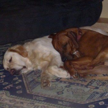 Das Bild zeigt den Hund eines unserer Kunden