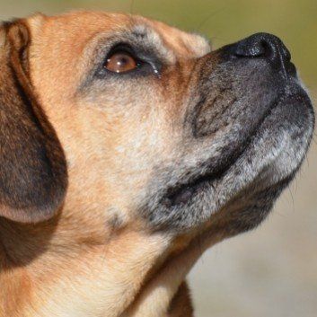 Das Bild zeigt den Hund eines unserer Kunden