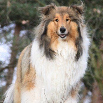 Das Bild zeigt den Hund eines unserer Kunden