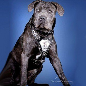 Das Bild zeigt den Hund eines unserer Kunden