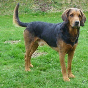 Das Bild zeigt den Hund eines unserer Kunden