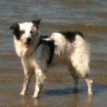 Das Bild zeigt den Hund eines unserer Kunden