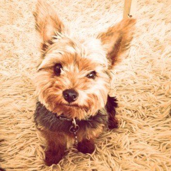 Das Bild zeigt den Hund eines unserer Kunden