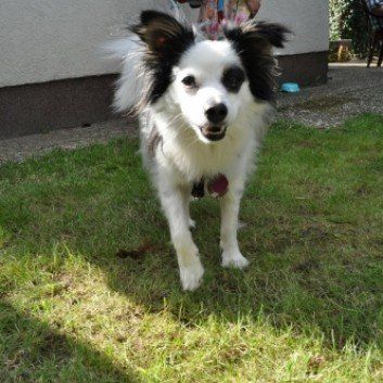 Das Bild zeigt den Hund eines unserer Kunden