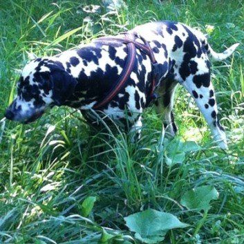 Das Bild zeigt den Hund eines unserer Kunden