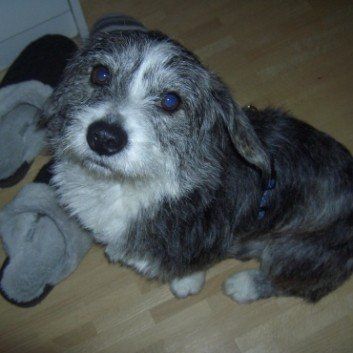 Das Bild zeigt den Hund eines unserer Kunden