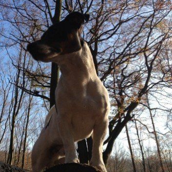 Das Bild zeigt den Hund eines unserer Kunden