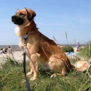 Das Bild zeigt den Hund eines unserer Kunden