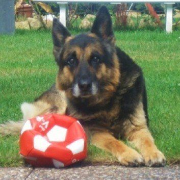 Das Bild zeigt den Hund eines unserer Kunden