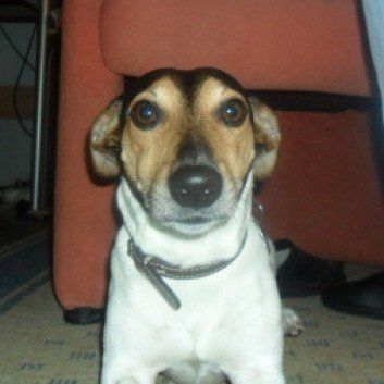 Das Bild zeigt den Hund eines unserer Kunden