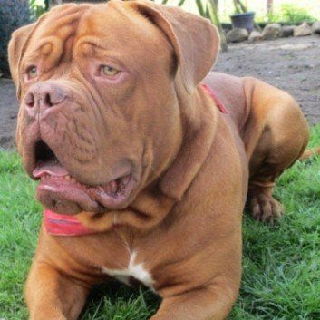 Das Bild zeigt den Hund eines unserer Kunden