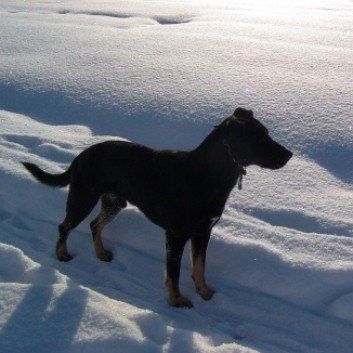 Das Bild zeigt den Hund eines unserer Kunden