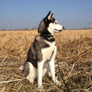 Das Bild zeigt den Hund eines unserer Kunden