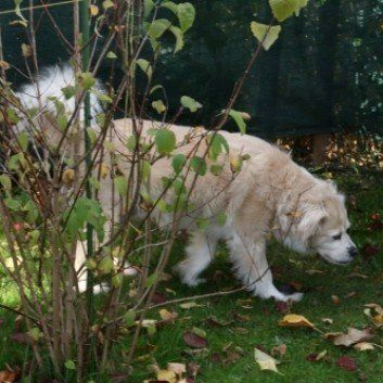 Das Bild zeigt den Hund eines unserer Kunden