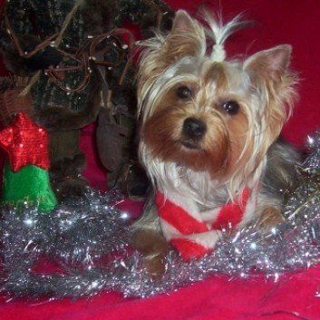 Das Bild zeigt den Hund eines unserer Kunden