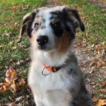 Das Bild zeigt den Hund eines unserer Kunden