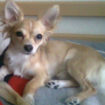 Das Bild zeigt den Hund eines unserer Kunden