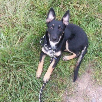 Das Bild zeigt den Hund eines unserer Kunden