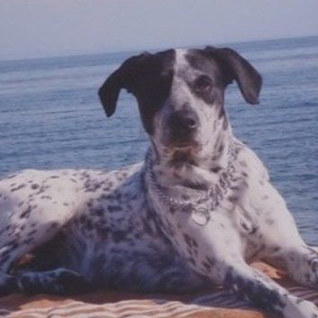 Das Bild zeigt den Hund eines unserer Kunden