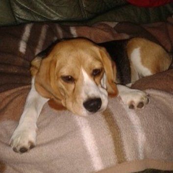 Das Bild zeigt den Hund eines unserer Kunden