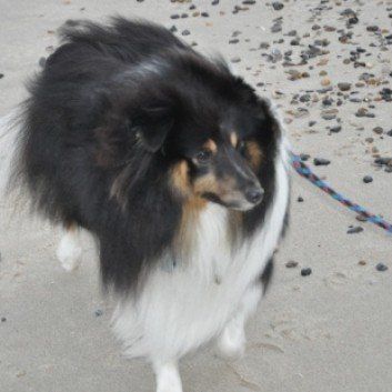 Das Bild zeigt den Hund eines unserer Kunden