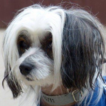 Das Bild zeigt den Hund eines unserer Kunden