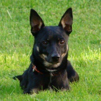 Das Bild zeigt den Hund eines unserer Kunden