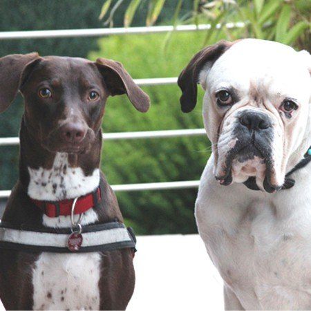 Das Bild zeigt den Hund eines unserer Kunden