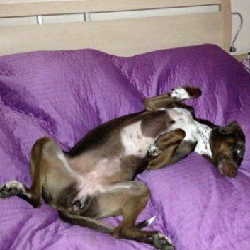 Das Bild zeigt den Hund eines unserer Kunden