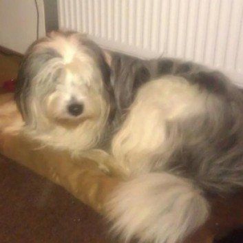 Das Bild zeigt den Hund eines unserer Kunden