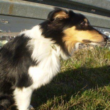 Das Bild zeigt den Hund eines unserer Kunden