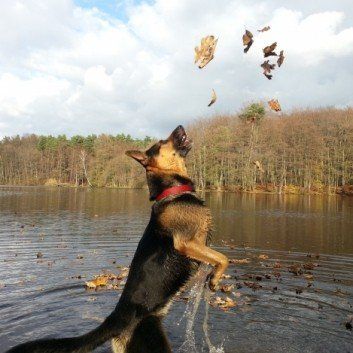 Das Bild zeigt den Hund eines unserer Kunden