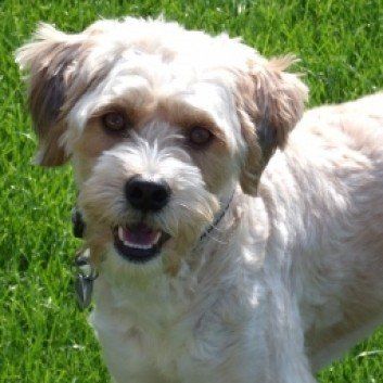 Das Bild zeigt den Hund eines unserer Kunden