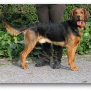 Das Bild zeigt den Hund eines unserer Kunden