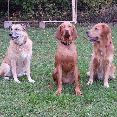 Das Bild zeigt den Hund eines unserer Kunden