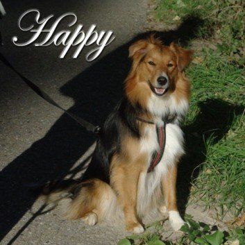 Das Bild zeigt den Hund eines unserer Kunden