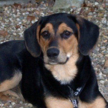 Das Bild zeigt den Hund eines unserer Kunden