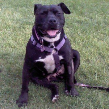 Das Bild zeigt den Hund eines unserer Kunden