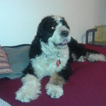 Das Bild zeigt einen Hund aus der Rubrik